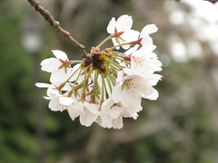 桜