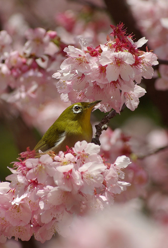 メジロと桜