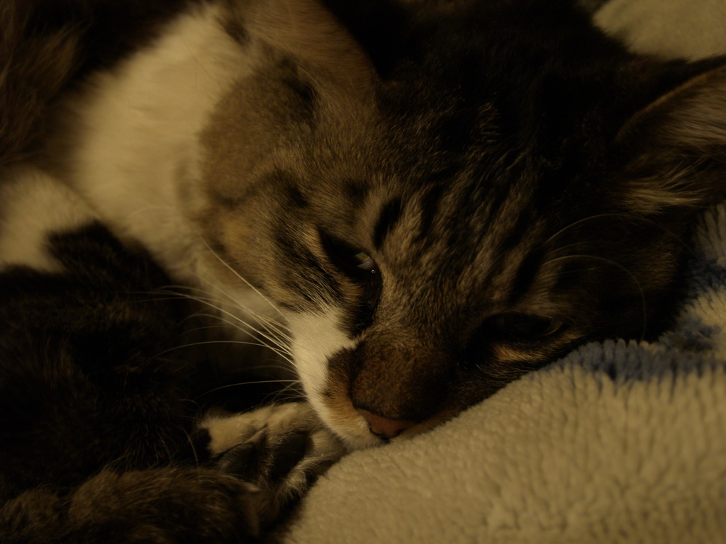 neko