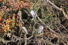家の近くの池の状況
