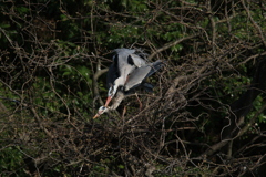 サギのコロニーの様子