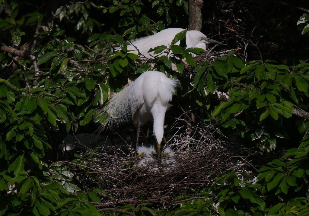 サギのコロニ-の様子