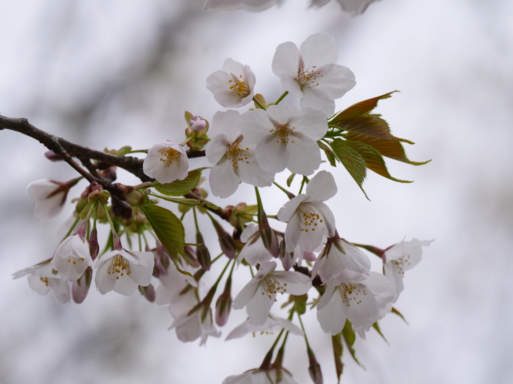 染井吉野で無い桜