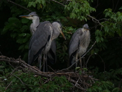 サギのコロニ-の様子