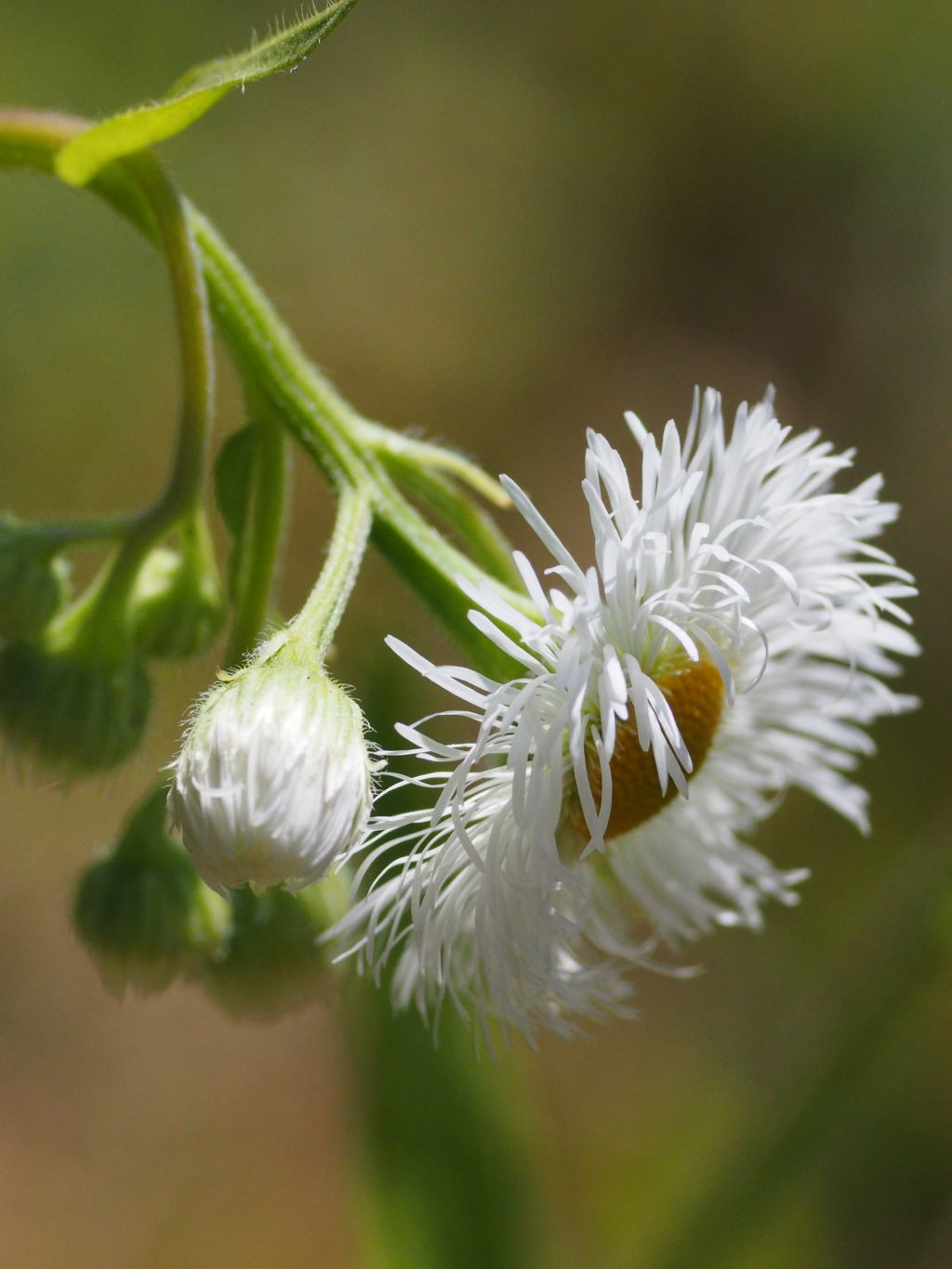 オールドレンズ試写