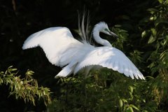 サギのコロニ-の様子