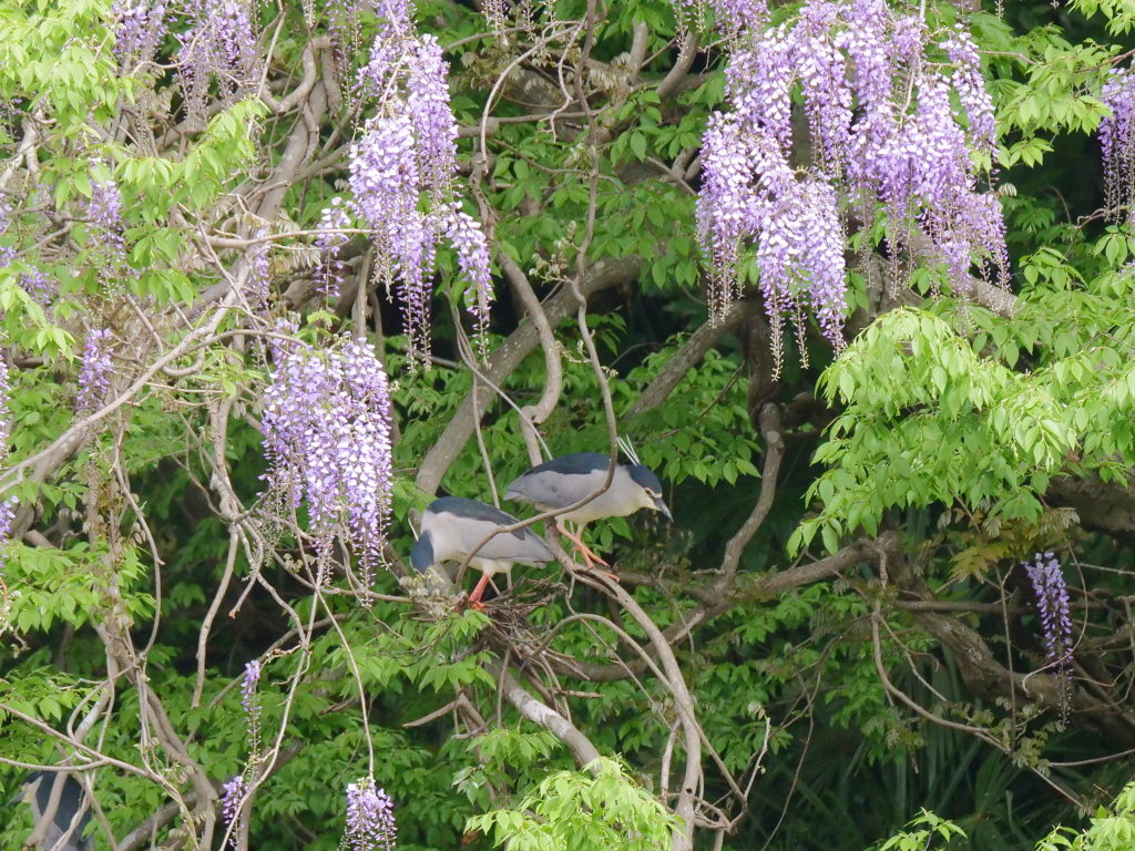 サギのコロニ-の様子