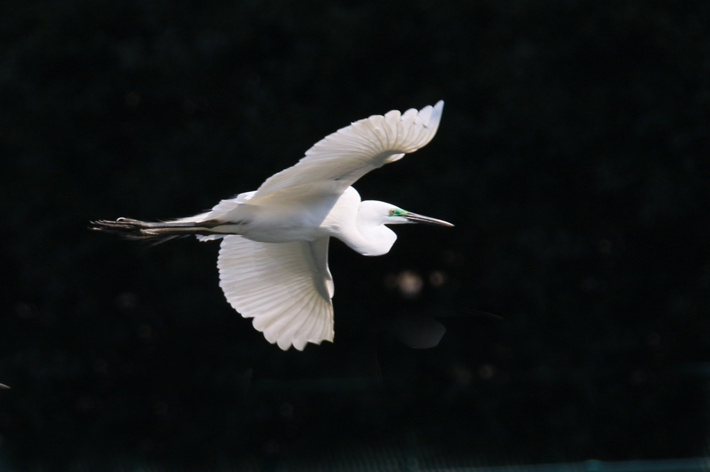 サギのコロニ-の様子