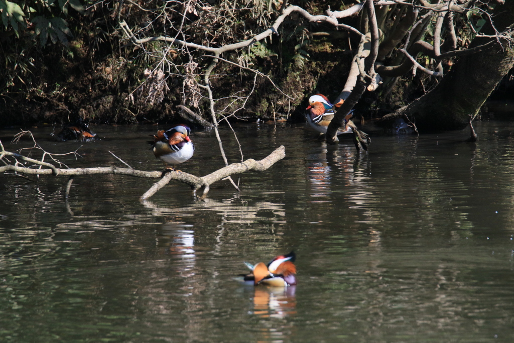 サギのコロニーの様子