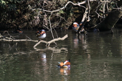 サギのコロニーの様子
