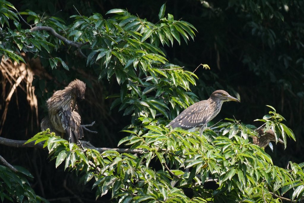サギのコロニ-の様子