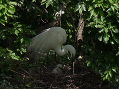 サギのコロニ-の様子
