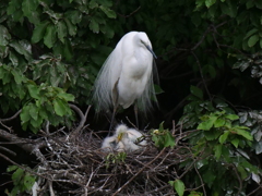 サギのコロニ-の様子