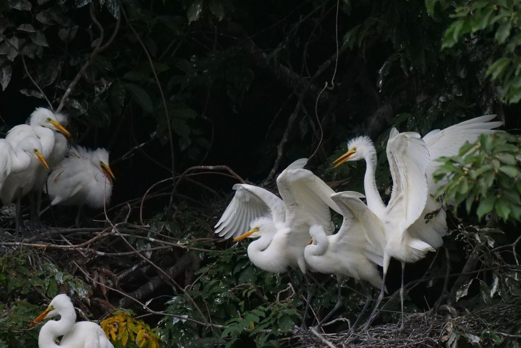 サギのコロニ-の様子