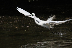 サギのコロニ-の様子