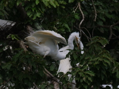サギのコロニ-の様子