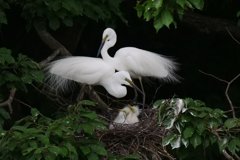 サギのコロニ-の様子