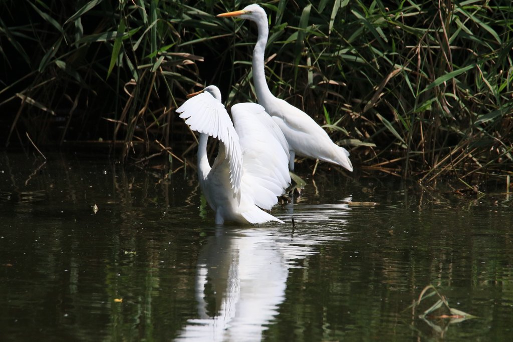 サギのコロニ-の様子