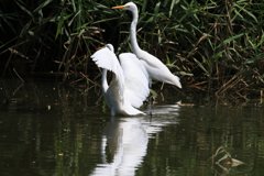 サギのコロニ-の様子