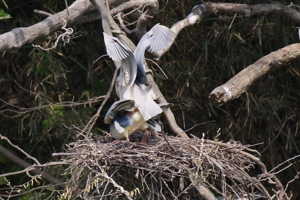サギのコロニ-の様子
