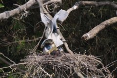 サギのコロニ-の様子