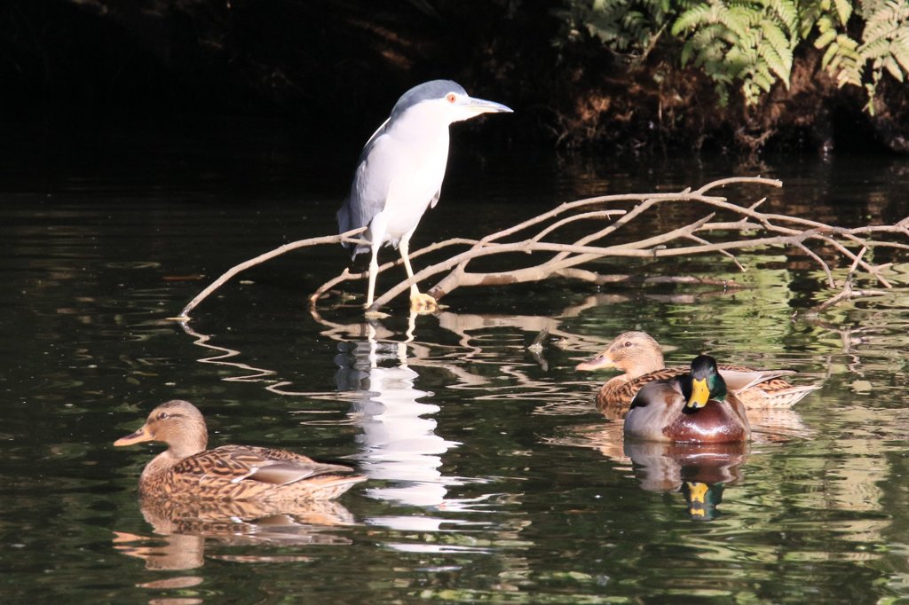 家の近くの池の状況