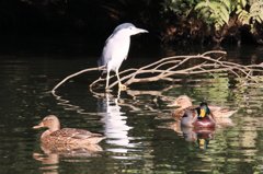 家の近くの池の状況