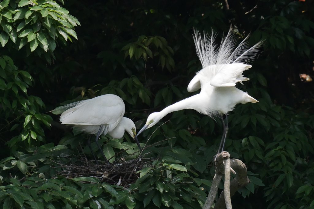 サギのコロニ-の様子