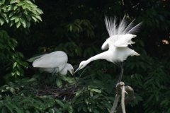 サギのコロニ-の様子