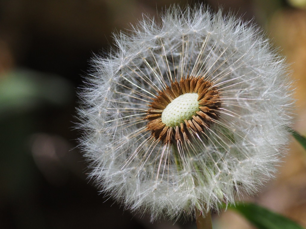 オールドレンズ試写