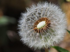 オールドレンズ試写