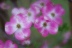 LENSBABY  Velvet56 F1.6