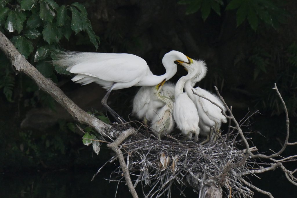 サギのコロニ-の様子