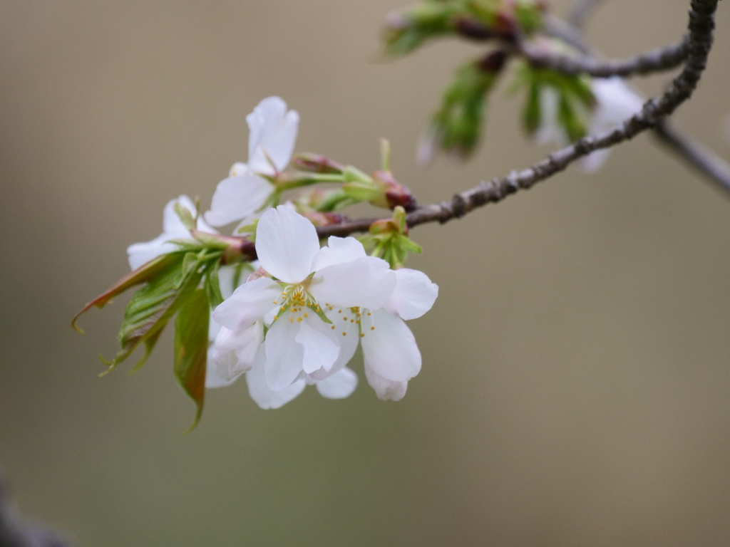 染井吉野で無い桜
