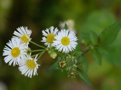 EL-NIKKOR 50mm　試写