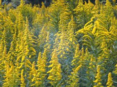 EL-NIKKOR 50mm　試写