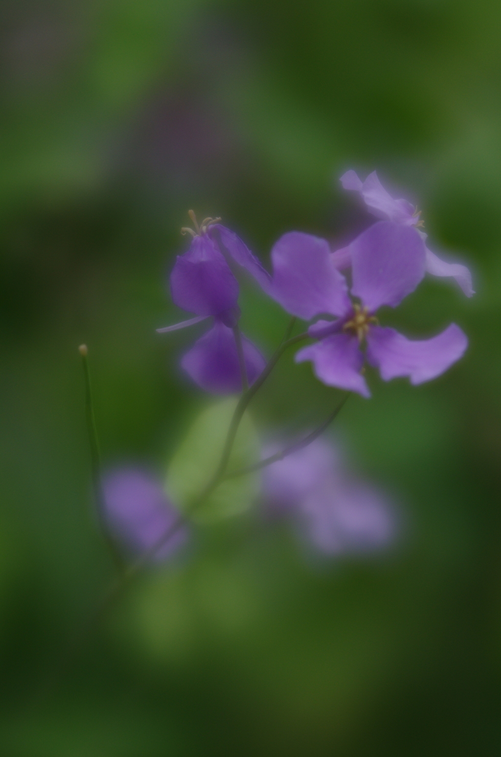 Lensbaby  Velvet 56