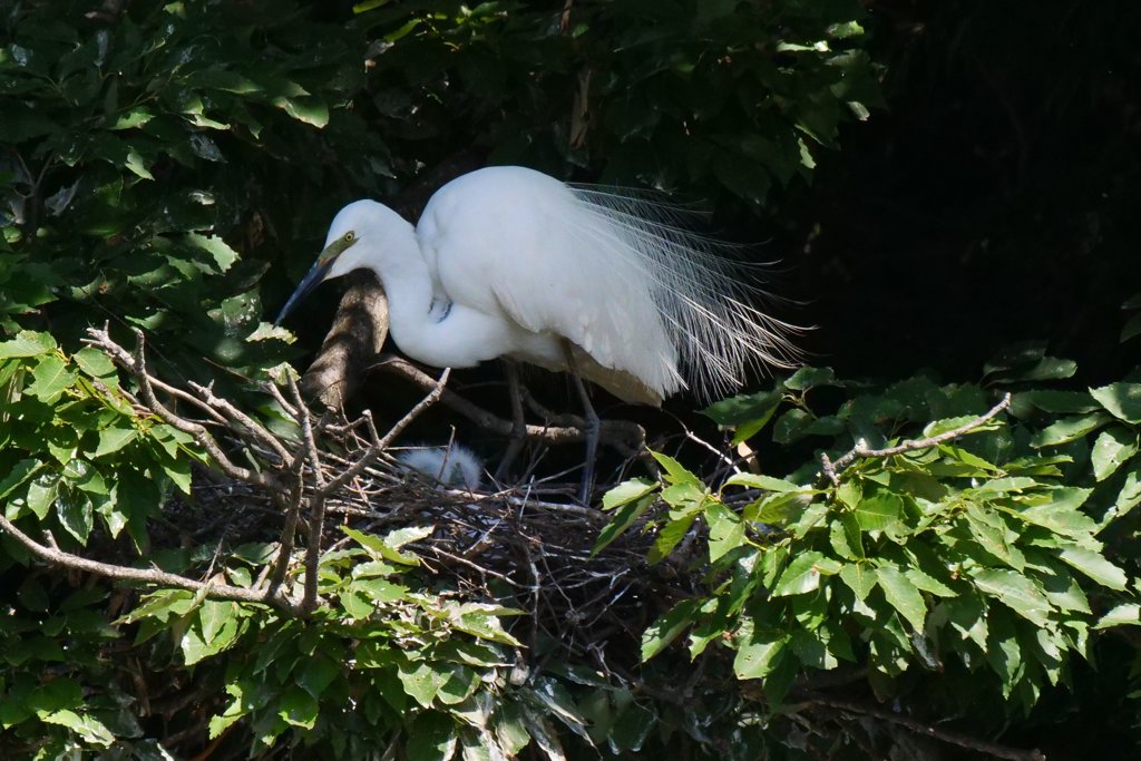 サギのコロニ-の様子