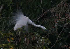サギのコロニ-の様子