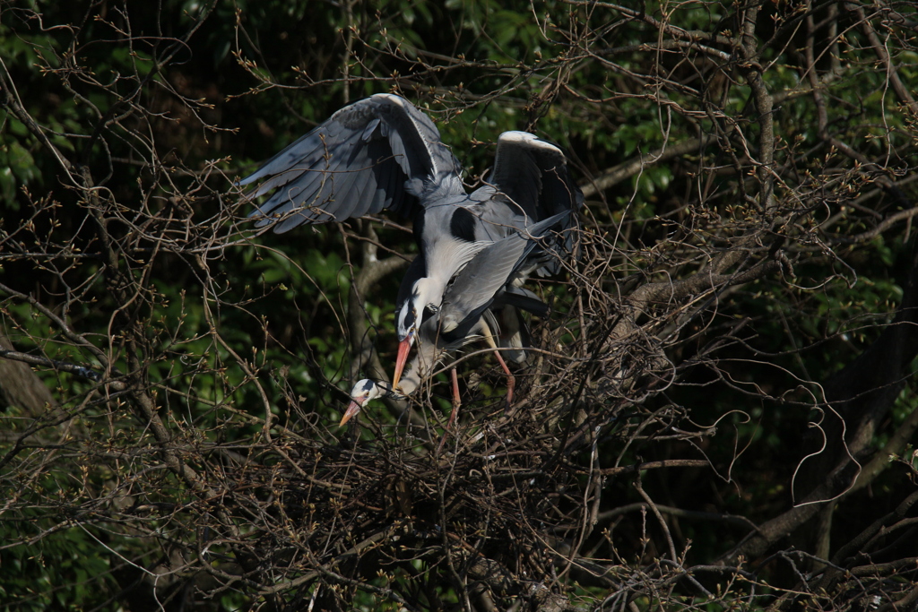 サギのコロニーの様子