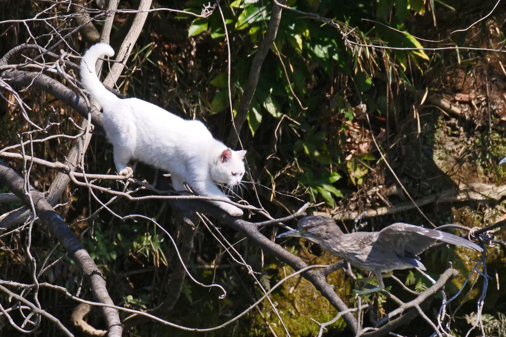 サギのコロニ-の様子