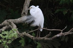 ダイサギ