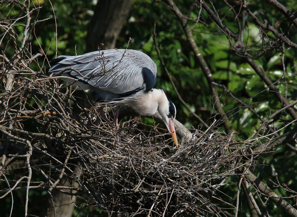 サギのコロニーの様子