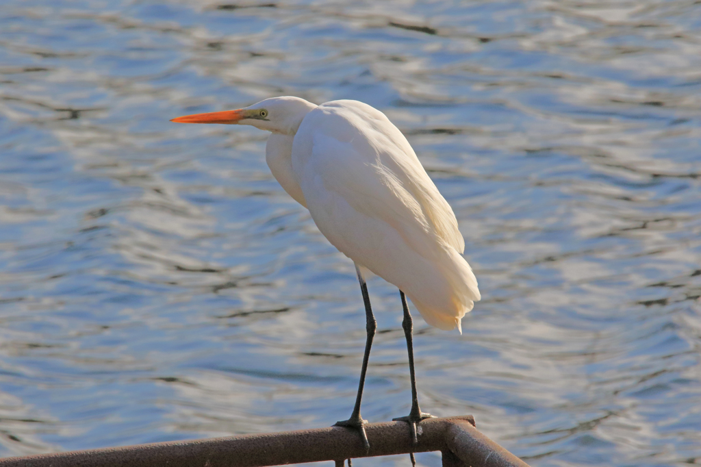 家の近くの池の状況