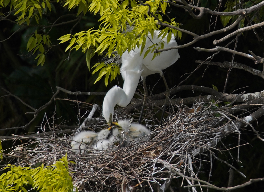 サギのコロニ-の様子