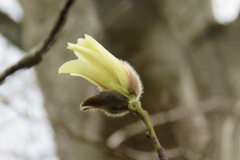 もうすぐ桜