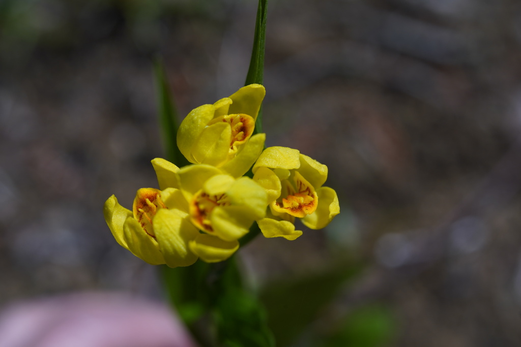 Lensbaby ソフトレンズ Velvet 56 56mm