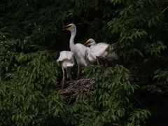 サギのコロニ-の様子