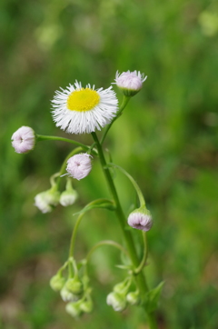 タムロン90ｍｍマクロ