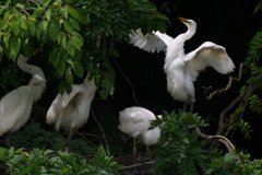 サギのコロニ-の様子